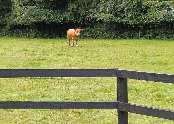 Lara, W23p9h6 Homestay szállás Maynooth